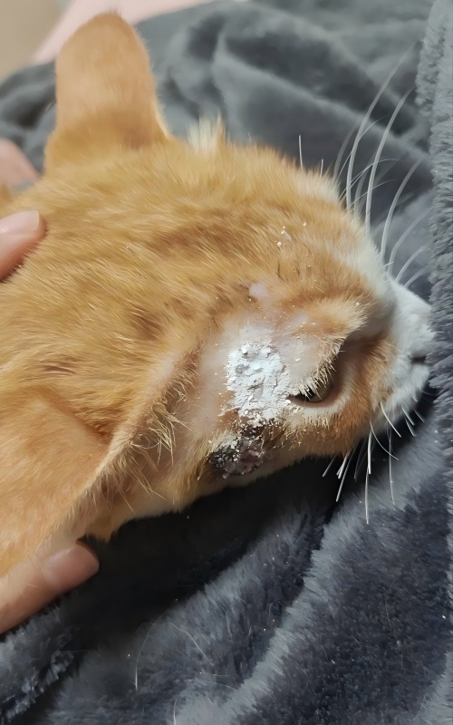 Дељење случаја Ветмедик 丨 Случај примене високоенергетске ласерске терапије у лечењу улцерација на кожи