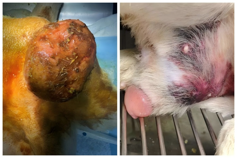 Ветмедик Цасе Схаринг丨Примена ласерске терапије високе енергије у лечењу повећања простате