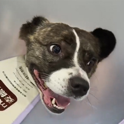 Извештај о случају Ветмедик-а 丨 Употреба ветеринарске ласерске терапије у лечењу акутног неуритиса код псећих пацијената