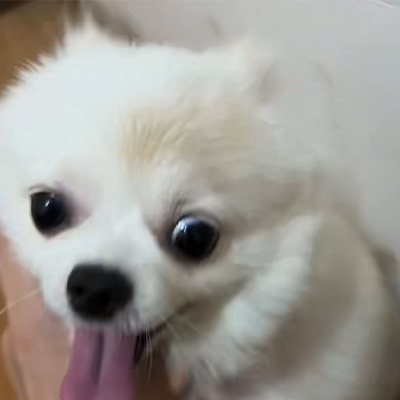 Ветмедик Цасе Схаринг丨 Случај примене високоенергетског ласера ​​у лечењу псећег лишаја