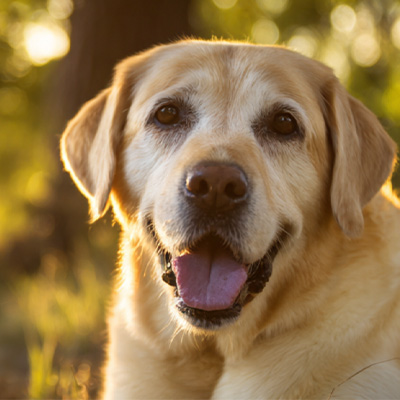 ВетМедик Цасе Схаринг丨Случај примене високоенергетске ласерске терапије у лечењу постоперативних перианалних тумора који не лече
